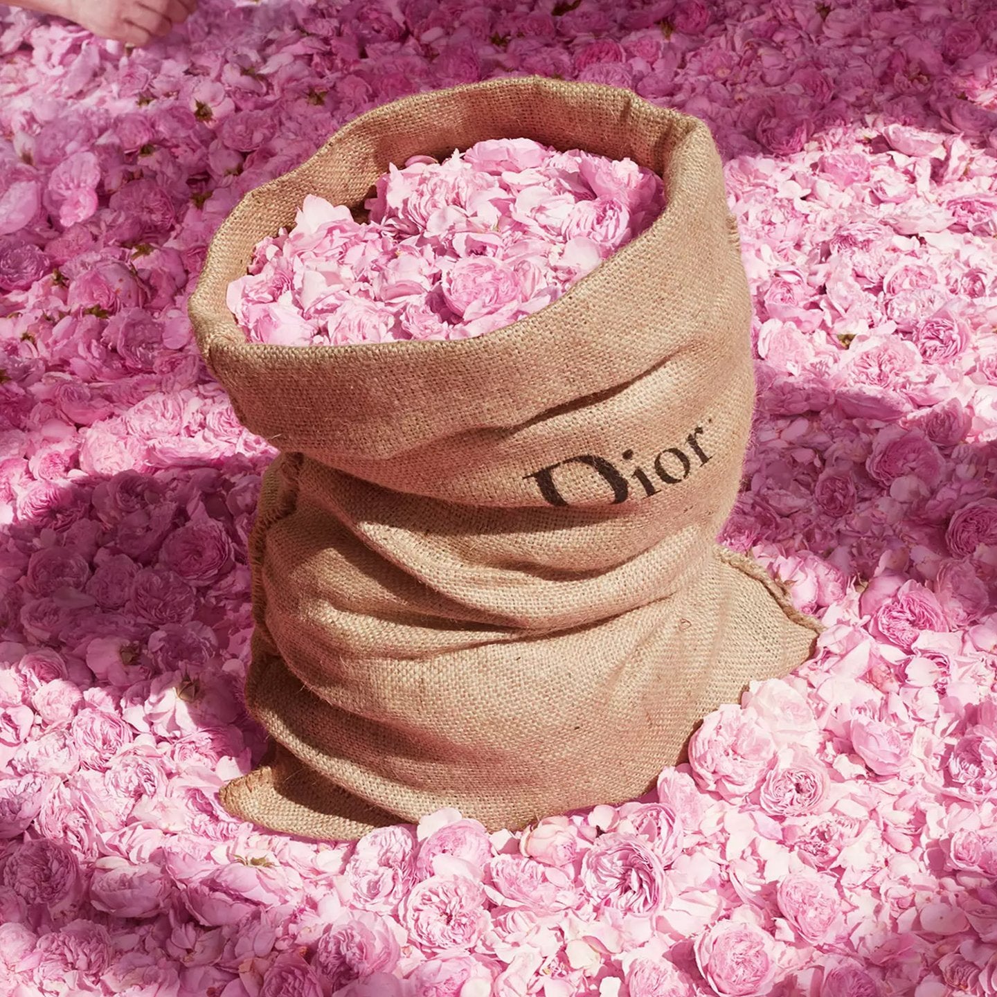 Dior Miss Dior EDT | My Perfume Shop